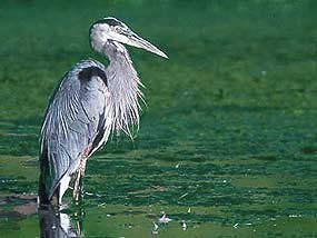 Great Blue Heron