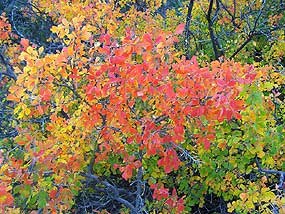 Three-leaf sumac