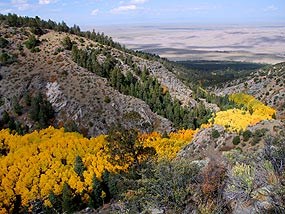 Foothills Montane Vegetation