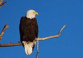 Bald Eagle