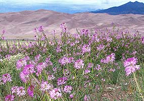 Plants - Great Sand Dunes National Park & Preserve (U.S. National Park  Service)