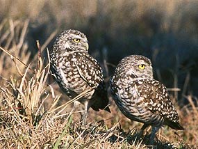 Burrowing Owls