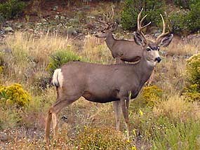 Mule Deer