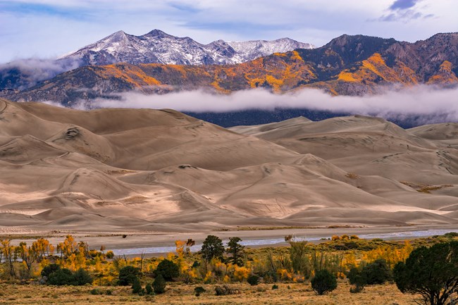 Fall scene of tall dunes, gold cottonwoods and a creek at their edge, gold aspens above, and a snowy mountain
