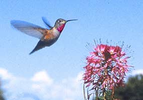 Hummingbird