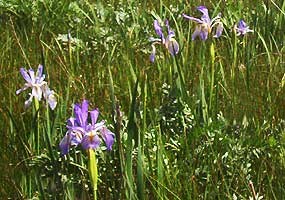 Wild iris