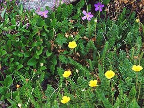 Fairy Primrose and Alpine Avens