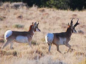 Pronghorn male and female