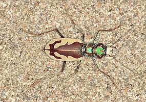 Great Sand Dunes Tiger Beetle Great Sand Dunes Tiger Beetle