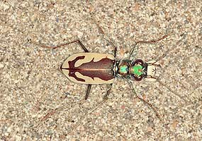 Great Sand Dunes Tiger Beetle