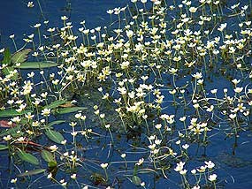 White water buttercup