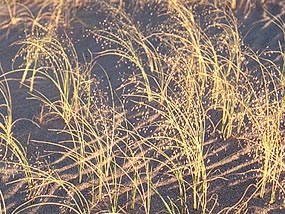 Indian ricegrass