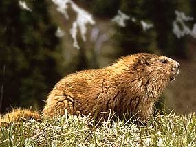 Marmot