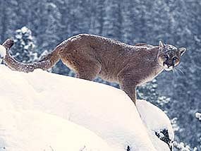 Mountain lion