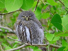 Northern Pygmy Owl