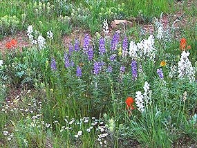 Penstemon, Lousewort, and Paintbrush