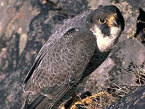 Peregrine Falcon