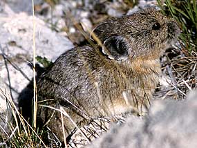 mammals great sand dunes national park preserve u s sand mounds