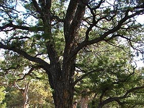 Pinyon tree