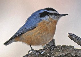 red-breasted nuthatch