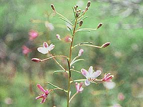 Slender spiderflower