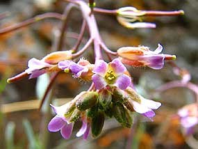 Smith's Draba