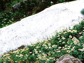 Snow Buttercups