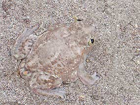 Spadefoot