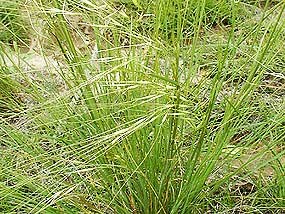 Speargrass