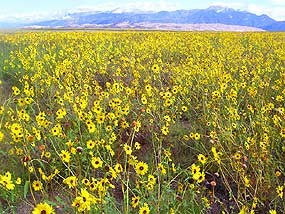 Sunflowers in grasslands