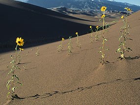 Sunflowers on Dunes