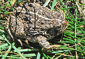 Woodhouse's Toad