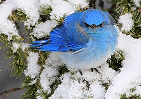 Mountain Bluebird