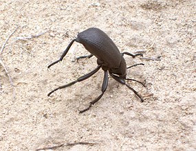 Circus Beetle Standing on Head