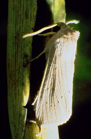 Noctuid Moth