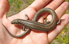 lizard in indiana barca fontanacountryinn com lizard in indiana
