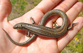 Many-Lined Skink 2007