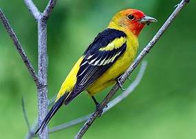 Western Tanager