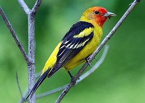 Western Tanager Western Tanager