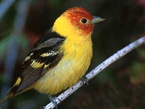 Western Tanager