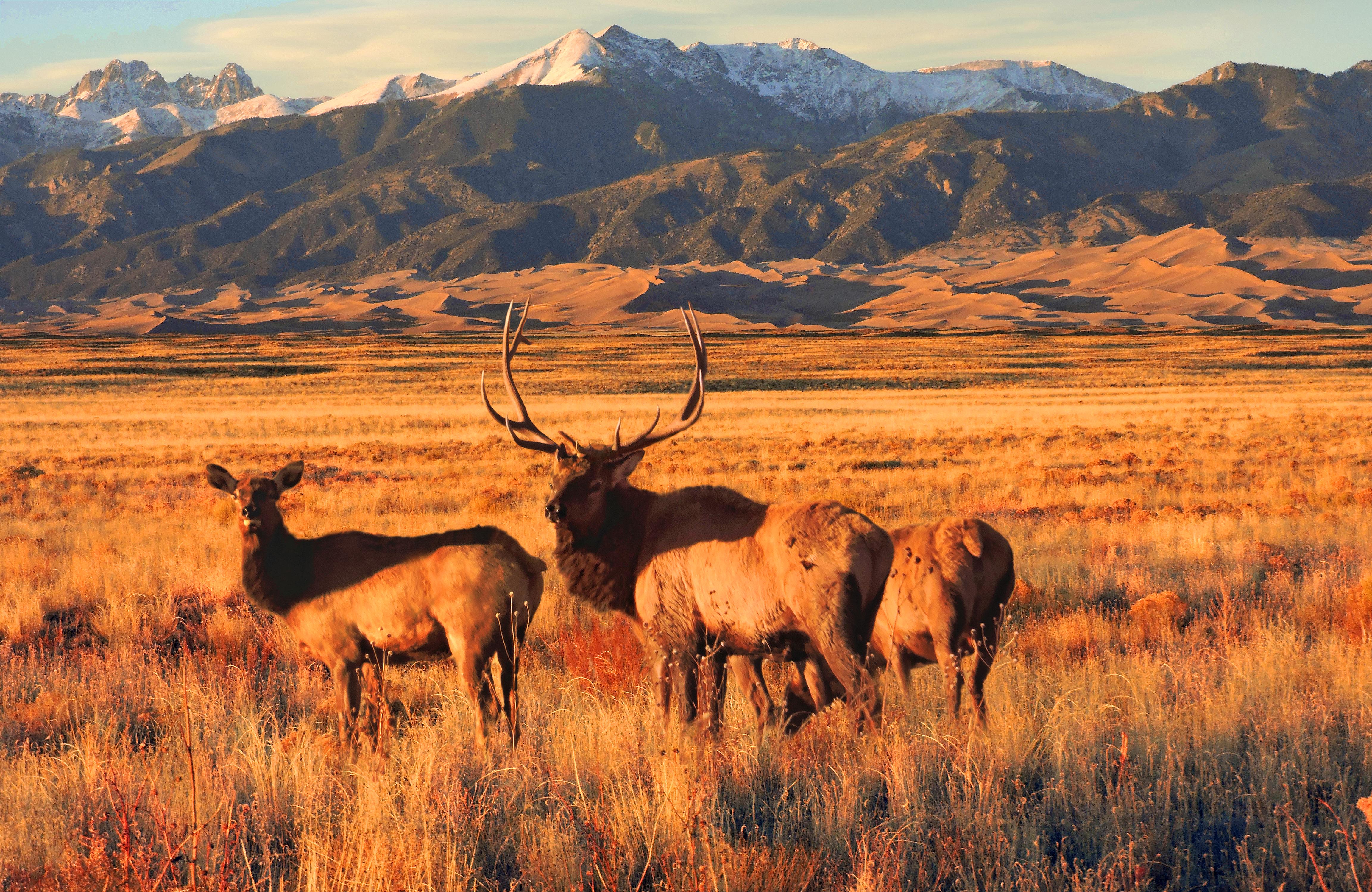 Three Elk in Grasslands, Dunes and Sangre de Cristo Mountains in Background