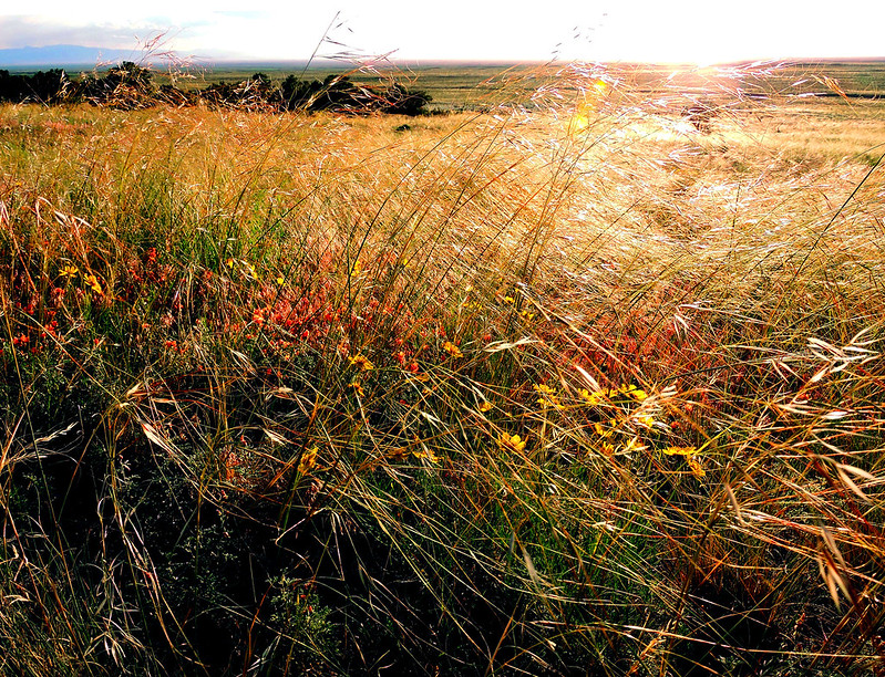 Different flowers, grasses, and grasses live at the base of the dunes.