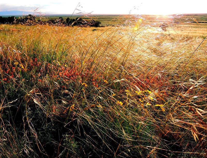 Grasslands Different flowers, grasses, and grasses live at the base of the dunes.