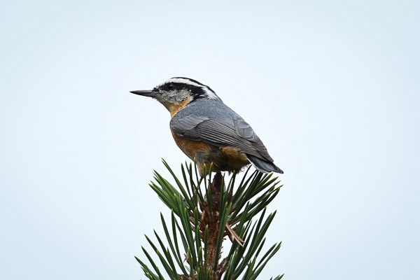 Image description: A red-breasted nuthatch with grey wings, reddish breast and white striped head, is perched on the tip of a pine tree.