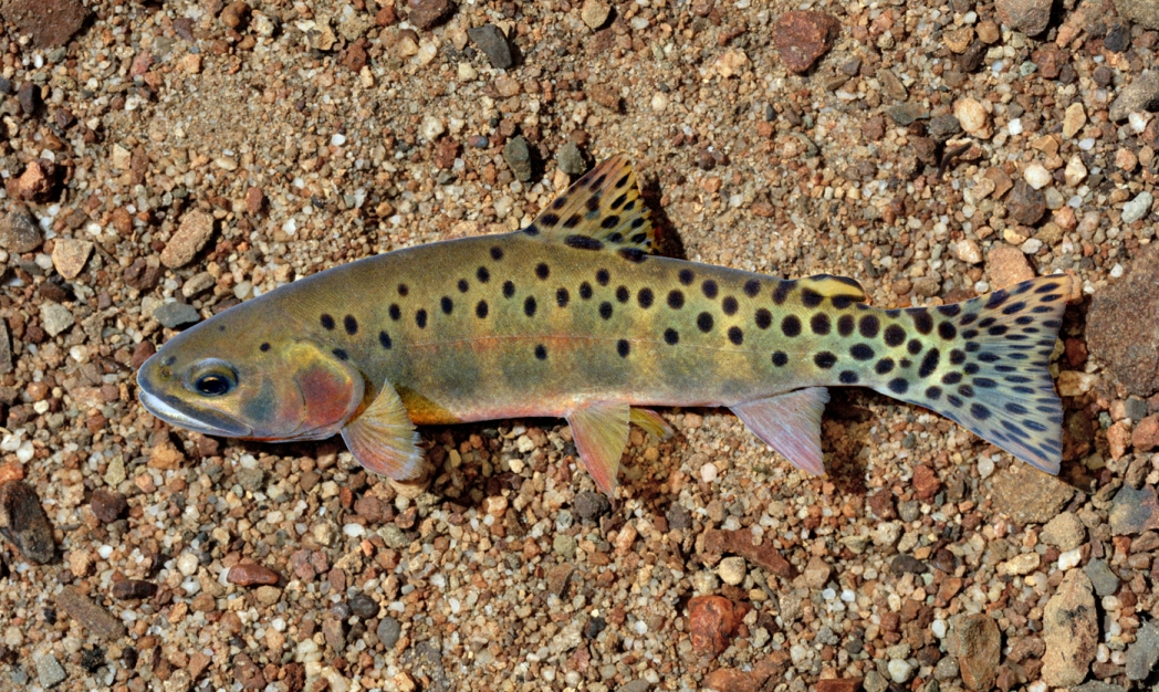 A colorful shis with green, red and blues and distinct black spots seen from above swimming in a shallow sandy stream bed