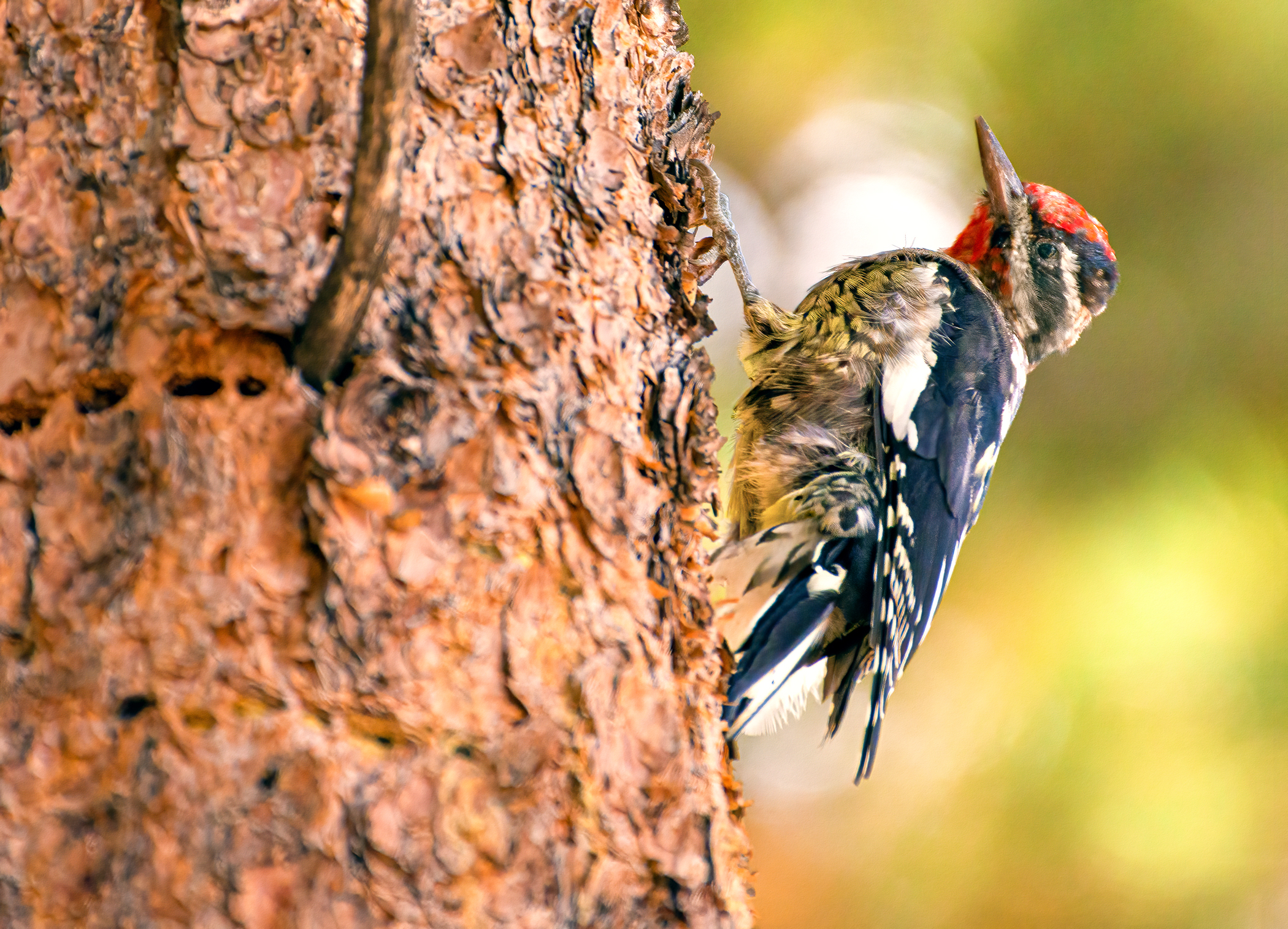 Yellow-bellied Sapsucker A black and white bird with yellow belly and red face