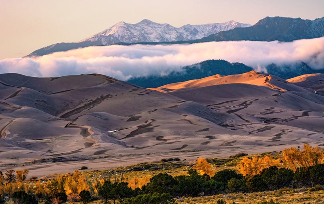 Gold cottonwood trees, dunes, and snow-capped mountain