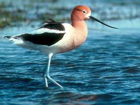 American Avocet