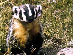Badger