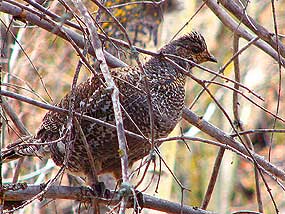 Dusky Grouse